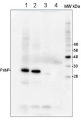 PsbP | 23 kDa protein of the oxygen evolving complex (OEC) of PSII (anti-protein)
